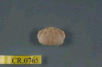 藏品(公雞饅頭蟹)的圖片